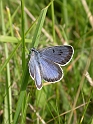 Large blue - A